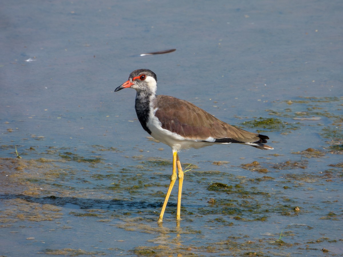 Red-wattled Lapwing - ML642799042