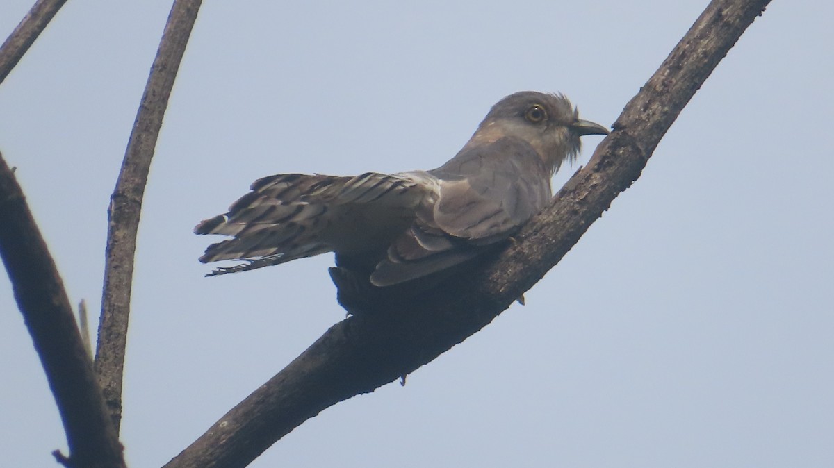 Common Hawk-Cuckoo - ML642799049
