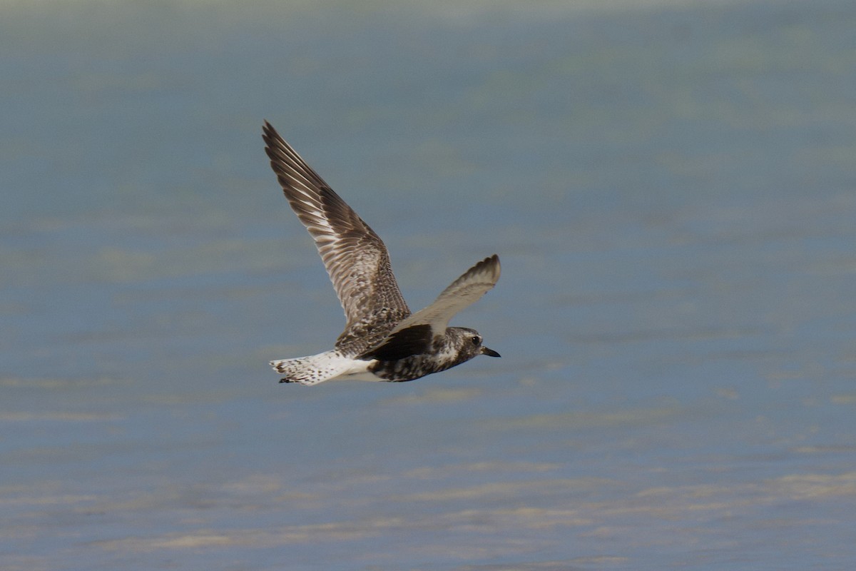 Black-bellied Plover - Alfred & Hidi Lau