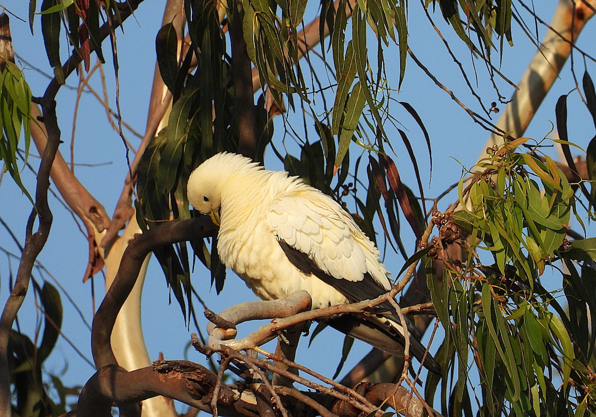 Torresian Imperial-Pigeon - ML642799057