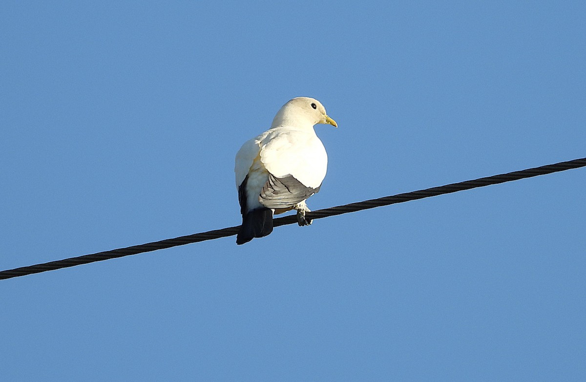 Torresian Imperial-Pigeon - ML642799063