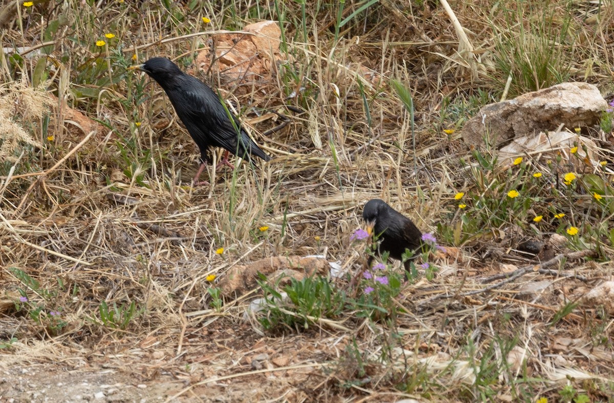 špaček černý - ML642799072