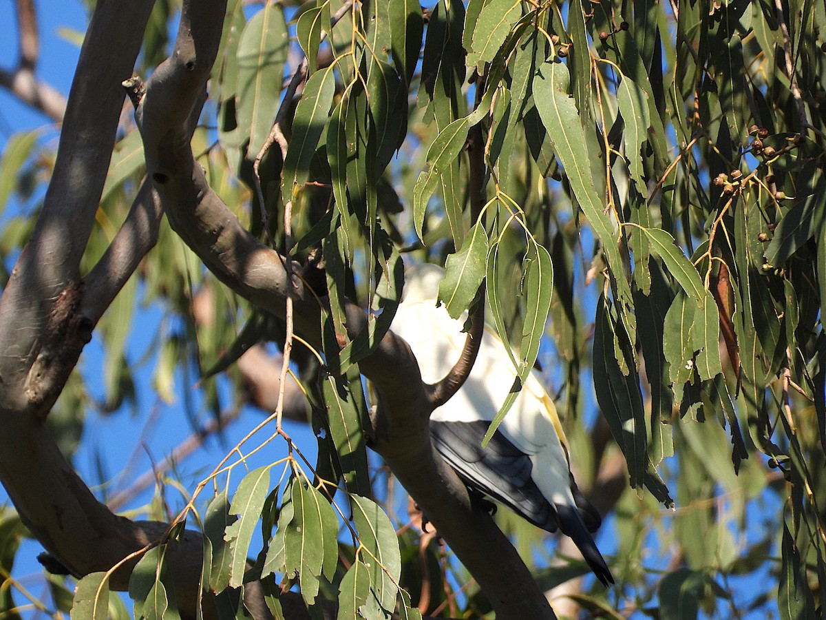 Torresian Imperial-Pigeon - ML642799074