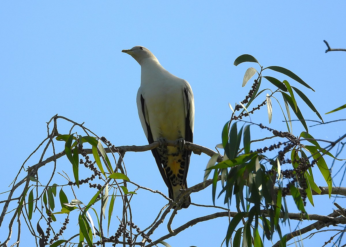 Torresian Imperial-Pigeon - ML642799076