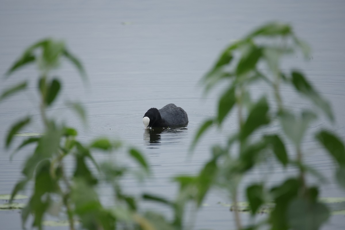 Eurasian Coot - Teja Yantrapalli