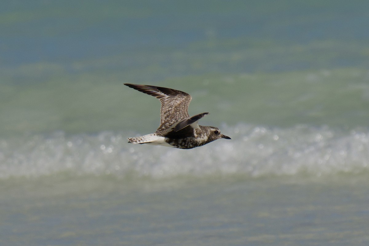 Black-bellied Plover - ML642799083