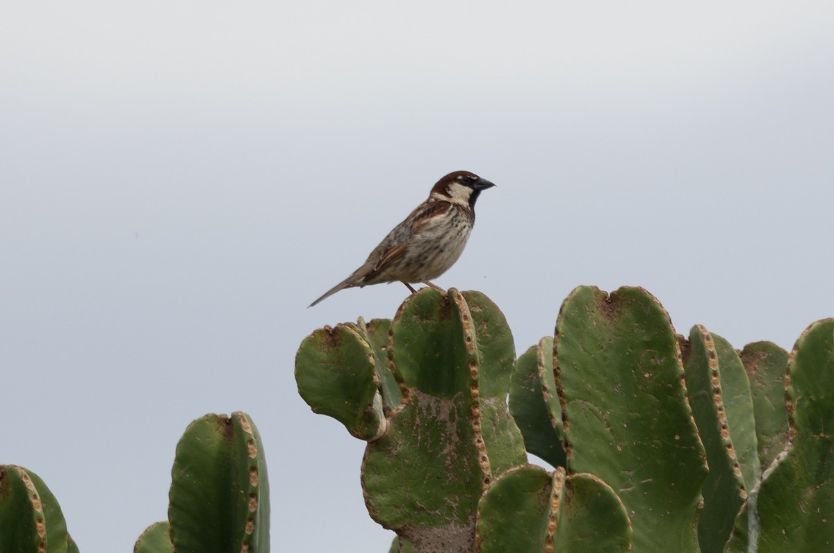 vrabec italský - ML642799084