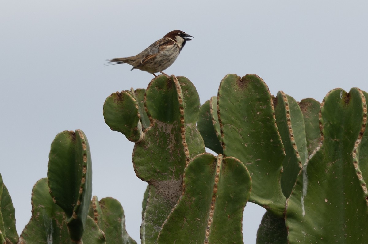 vrabec italský - ML642799085