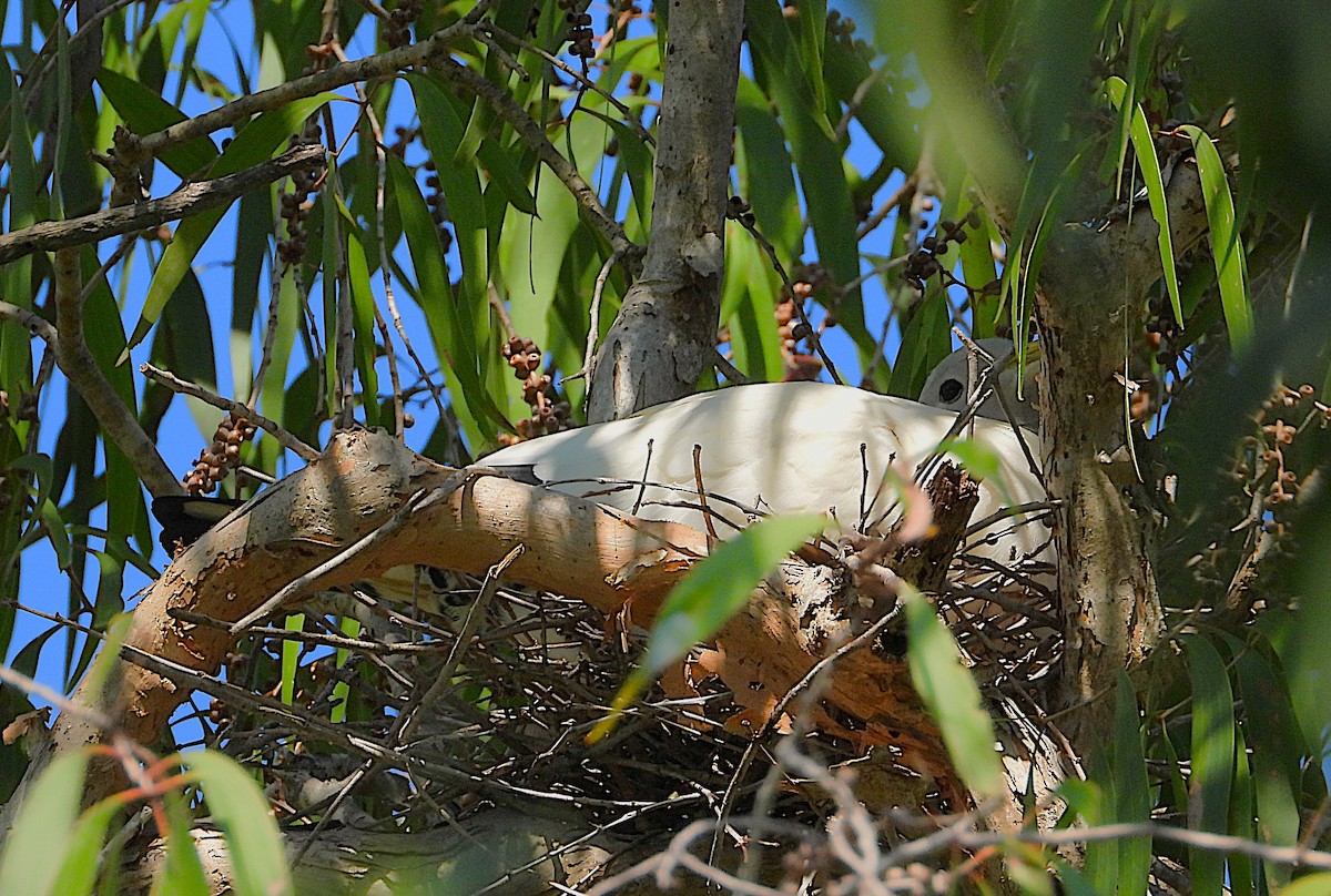 Torresian Imperial-Pigeon - ML642799086