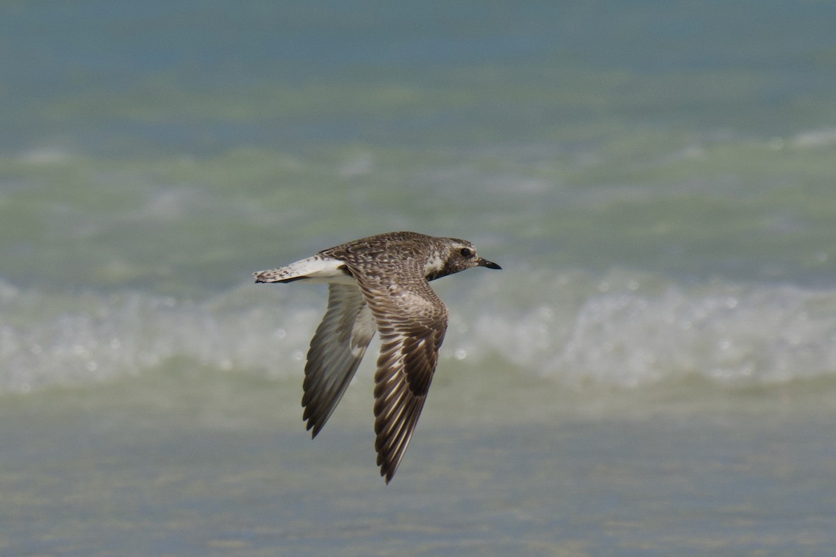 Black-bellied Plover - ML642799088