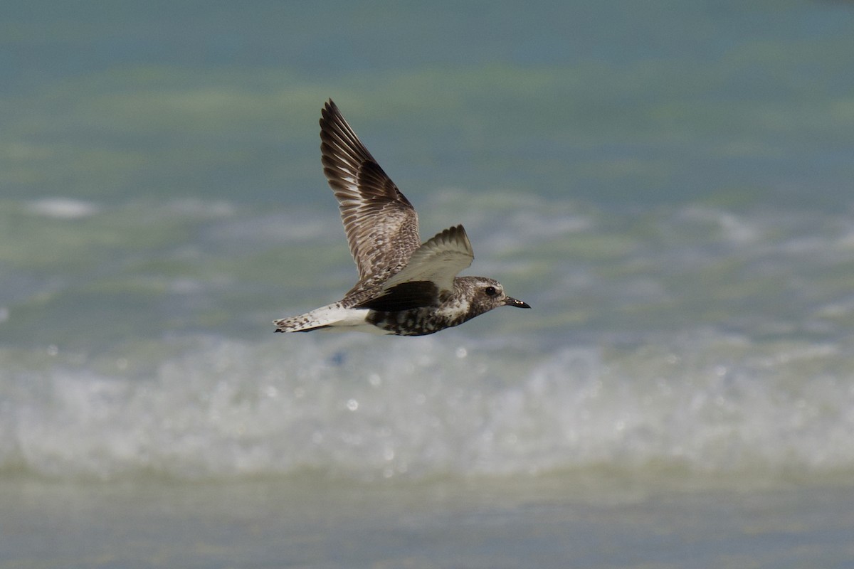 Black-bellied Plover - ML642799090