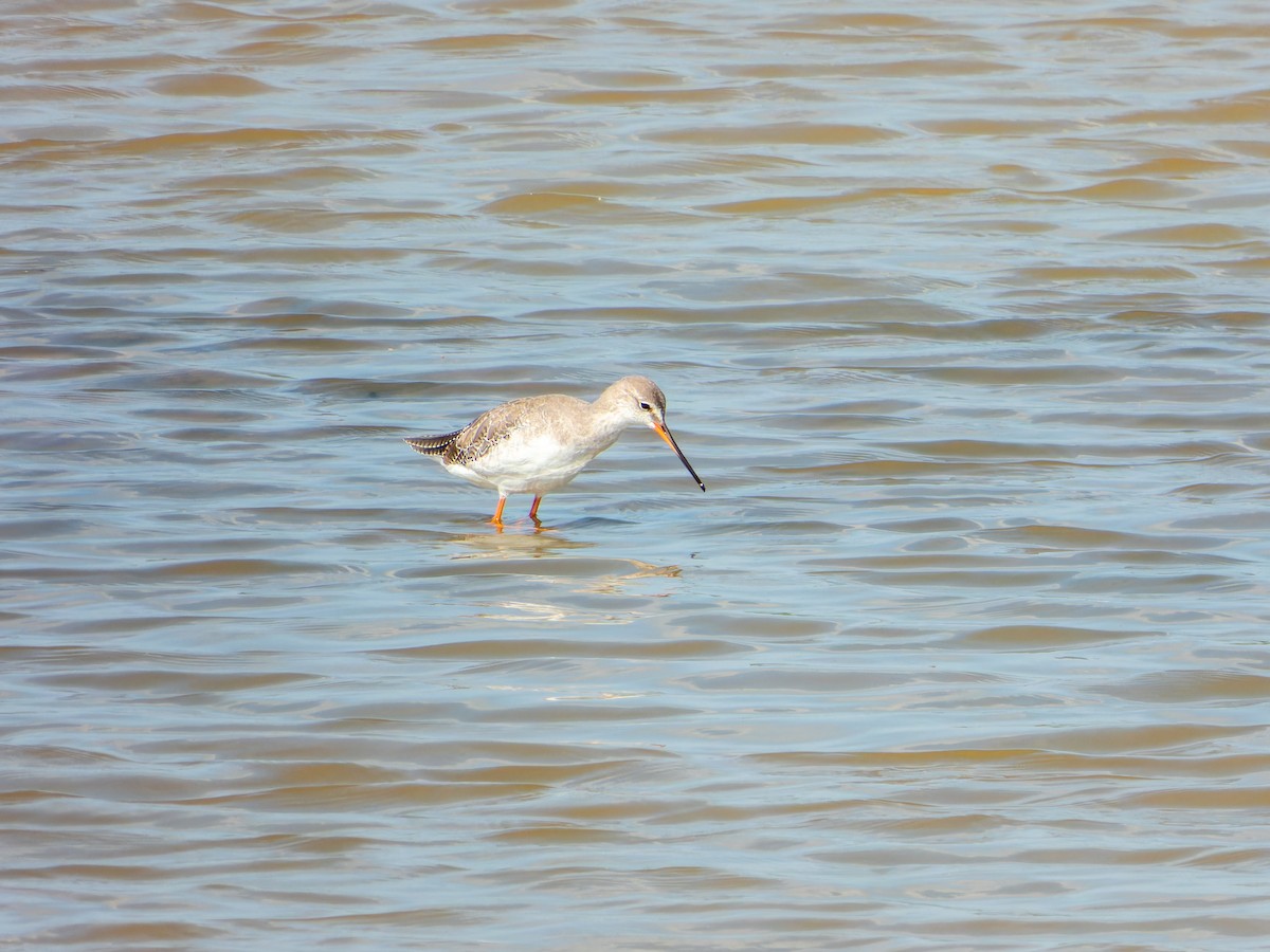 Spotted Redshank - ML642799092