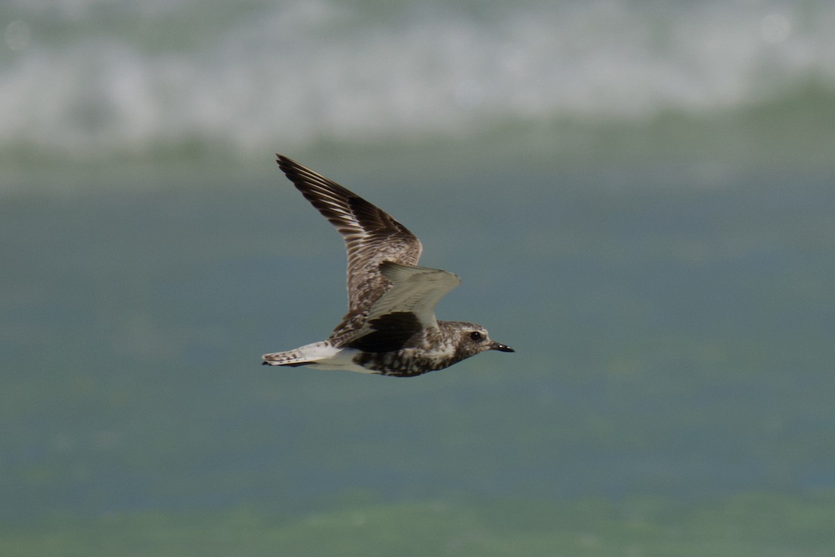 Black-bellied Plover - ML642799094