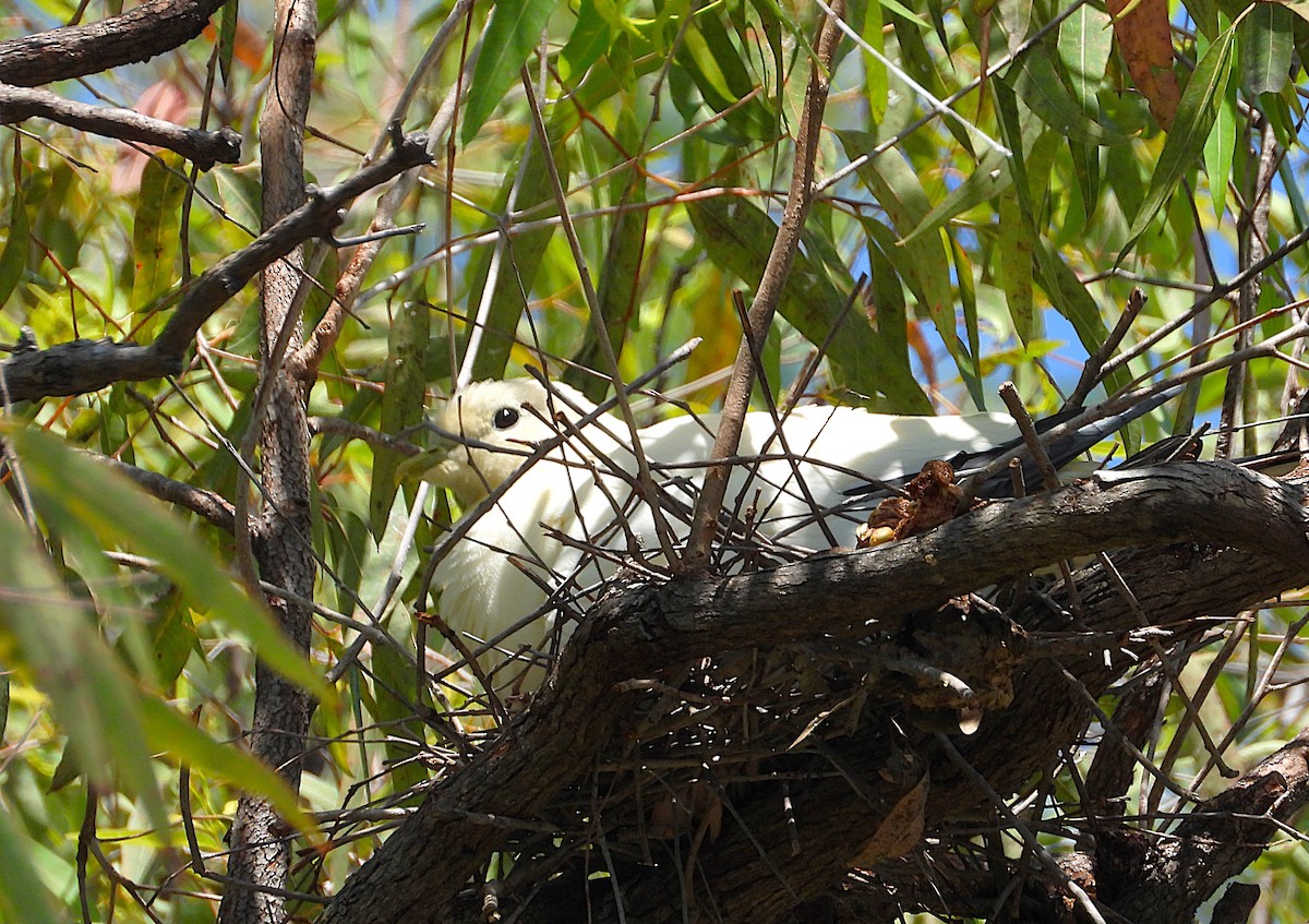 Torresian Imperial-Pigeon - ML642799098
