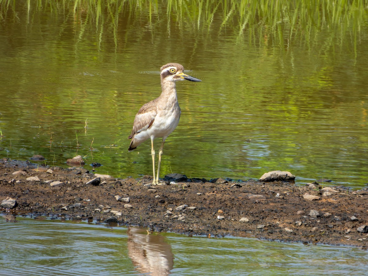 Great Thick-knee - ML642799112