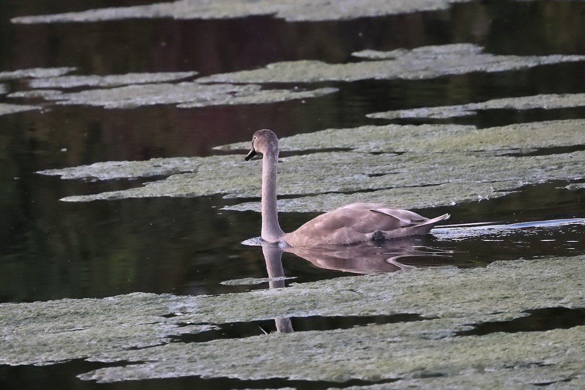 Mute Swan - ML642799127