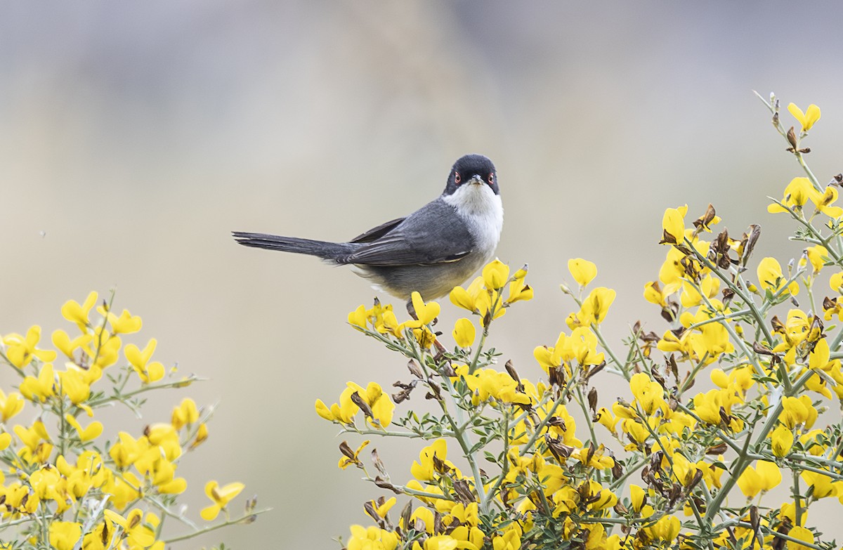 pěnice bělohrdlá - ML642799130