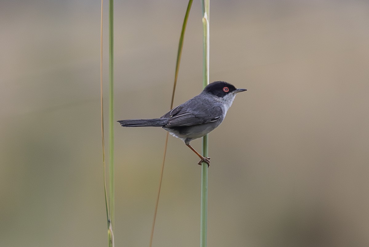 pěnice bělohrdlá - ML642799131