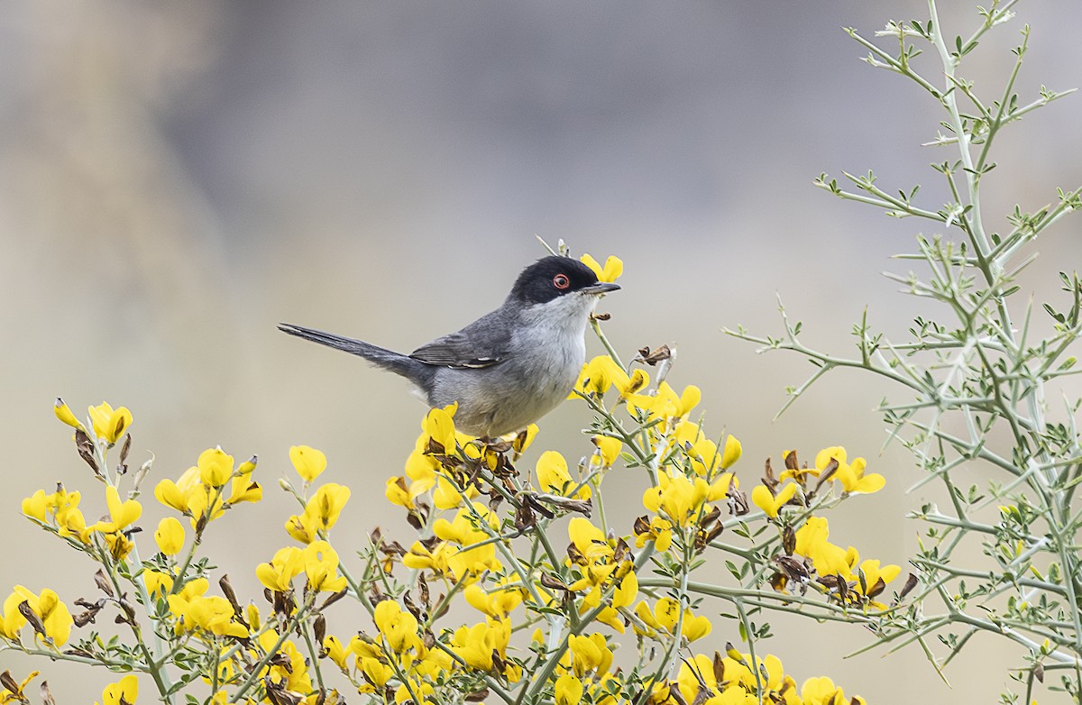 pěnice bělohrdlá - ML642799132