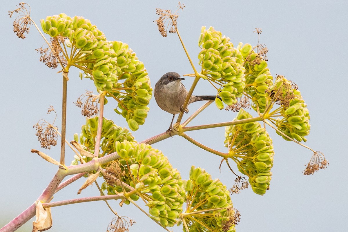 pěnice bělohrdlá - ML642799133