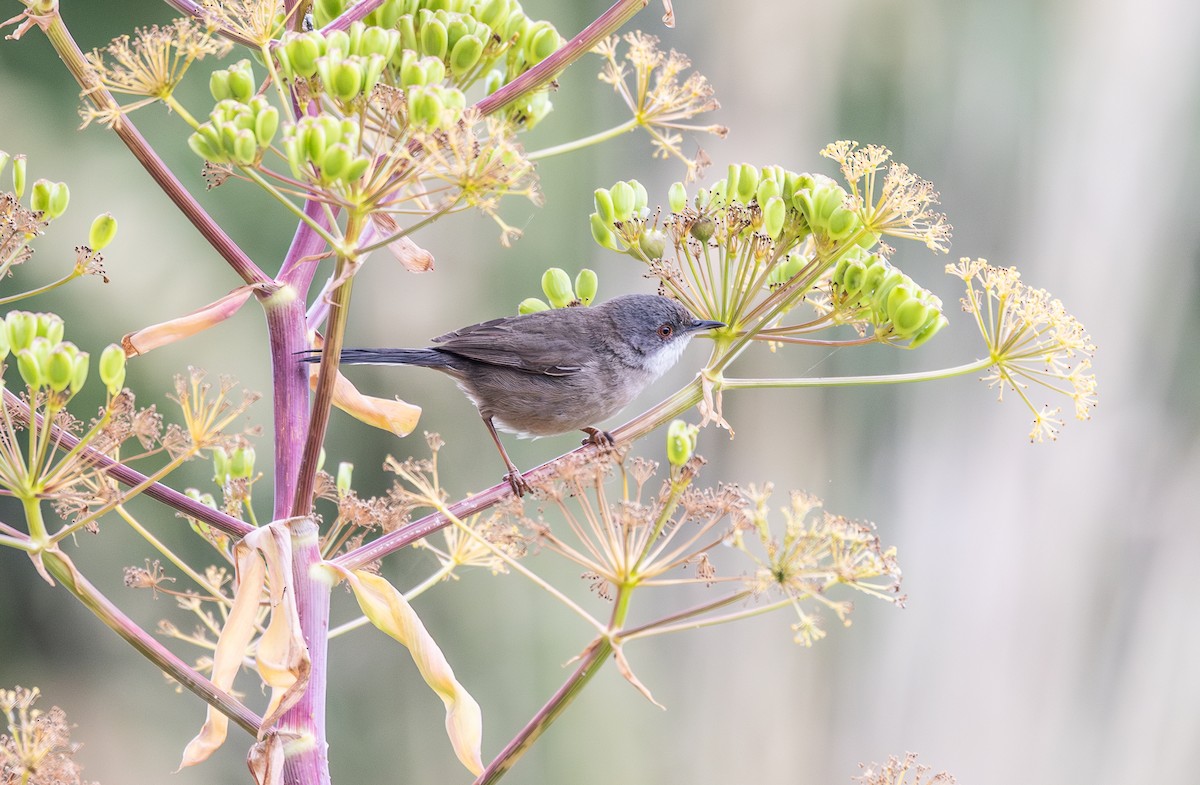 pěnice bělohrdlá - ML642799134