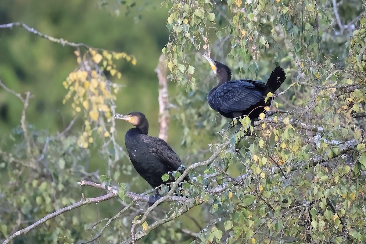 Great Cormorant - ML642799138