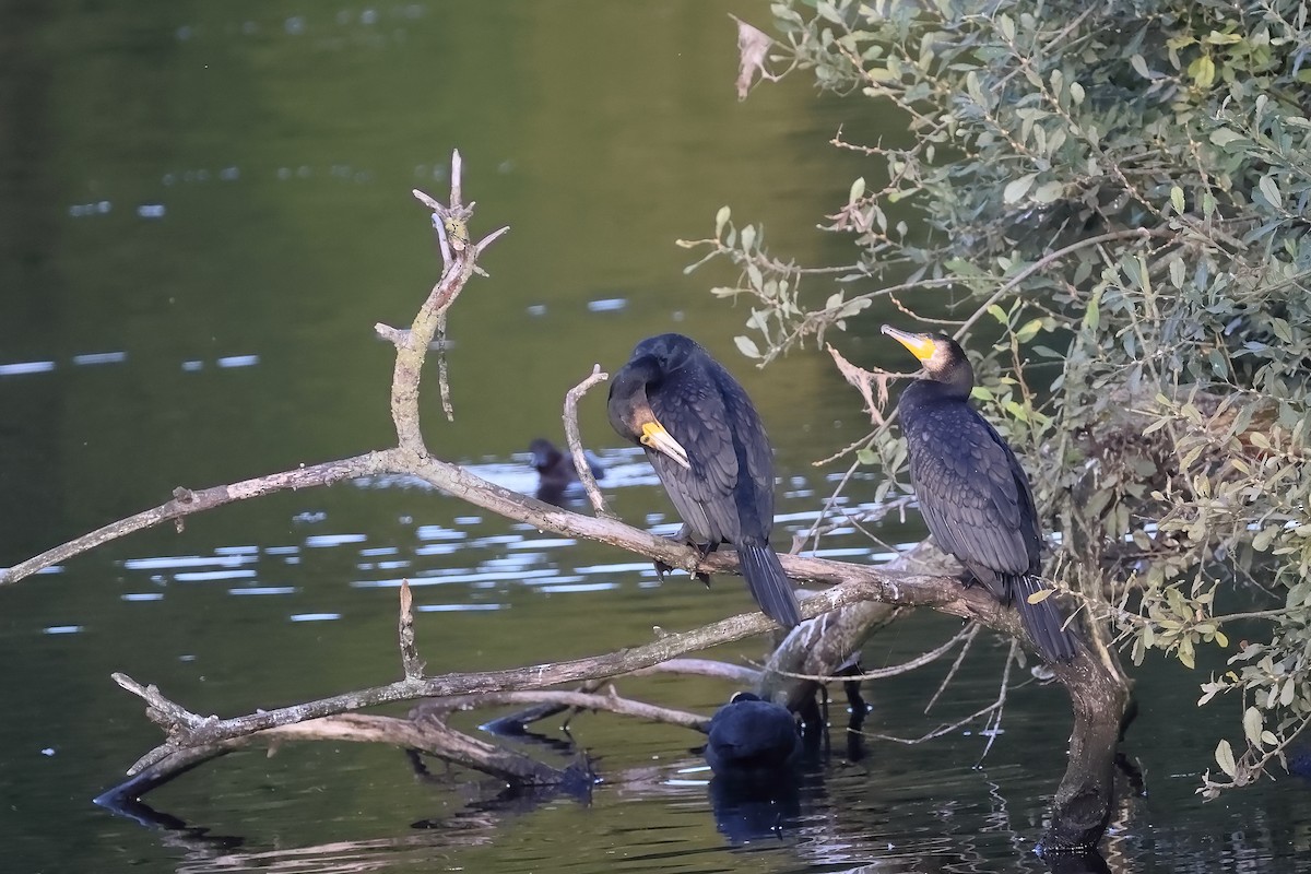 Great Cormorant - ML642799139