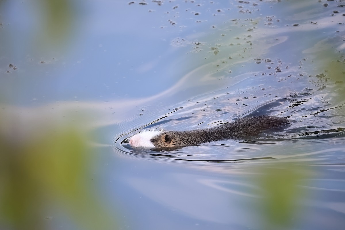 Animals - ML642799142