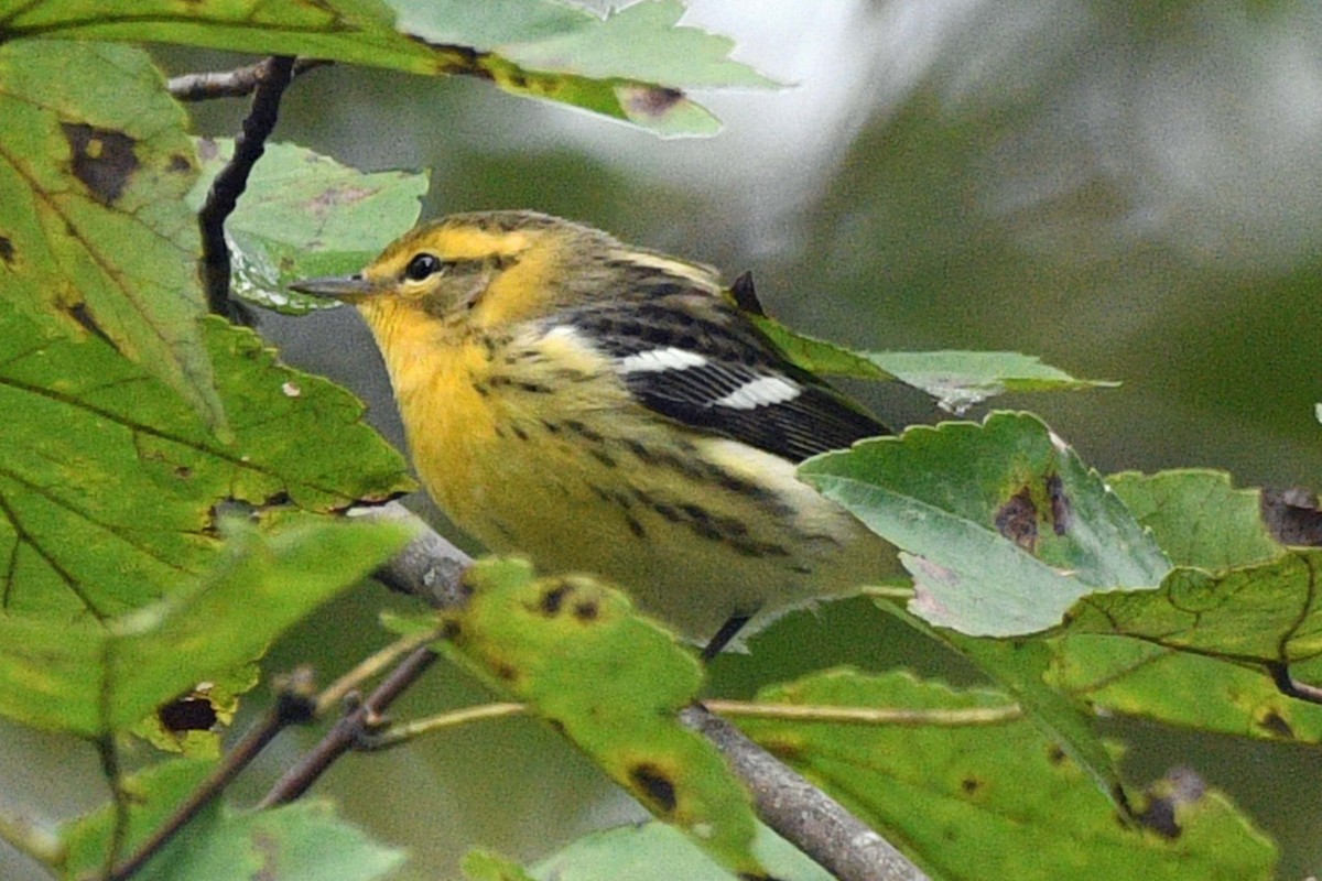 Blackburnian Warbler - ML642799159