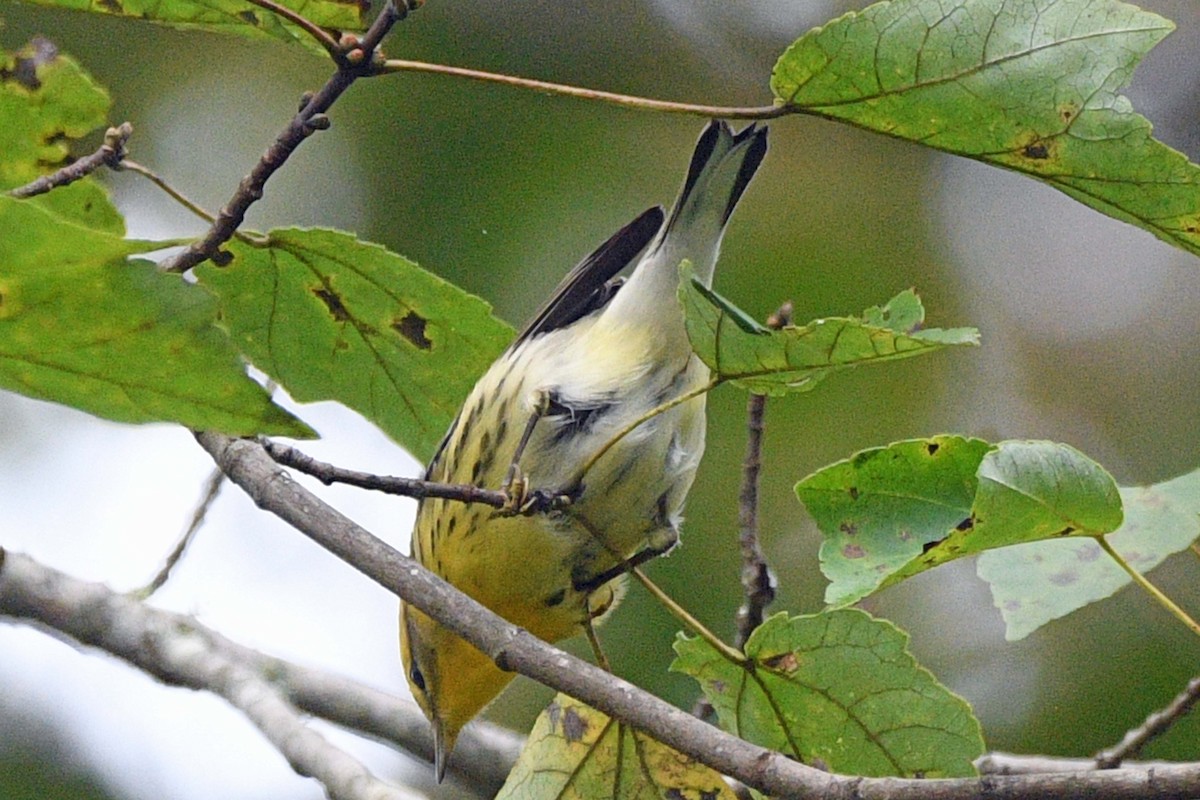 Blackburnian Warbler - ML642799165