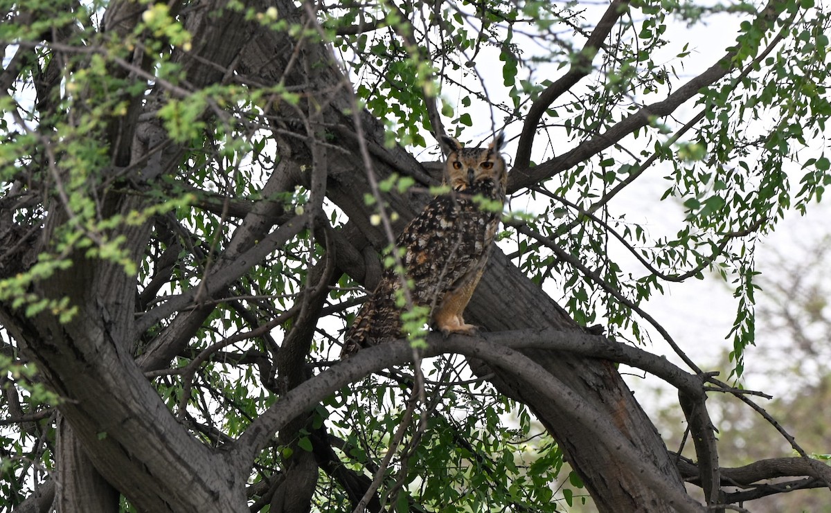 Rock Eagle-Owl - ML642799169