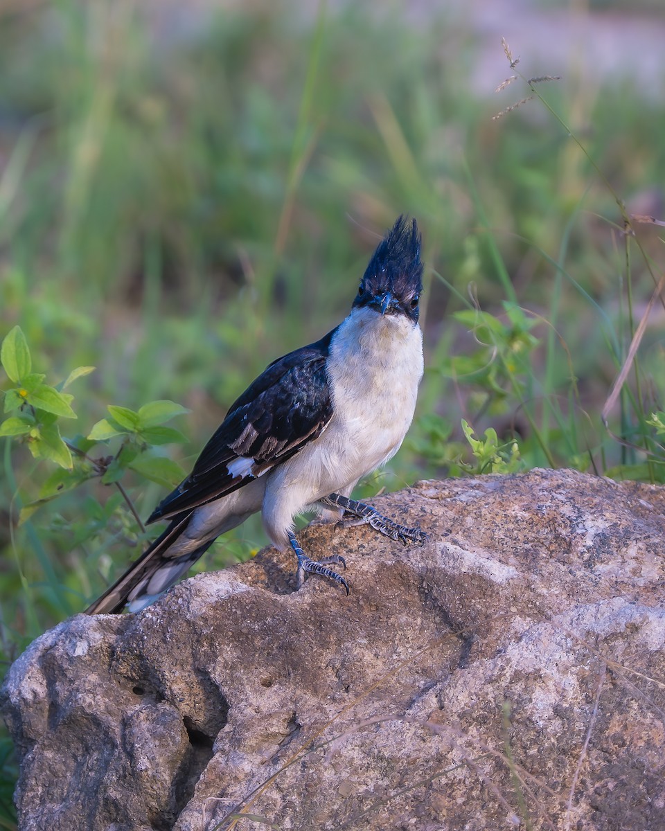 Pied Cuckoo - ML642799170