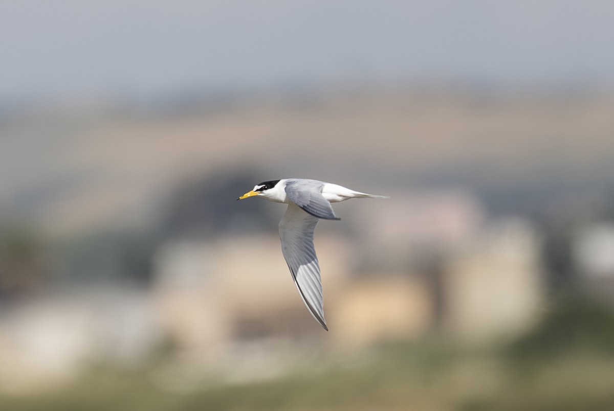 rybák malý - ML642799178