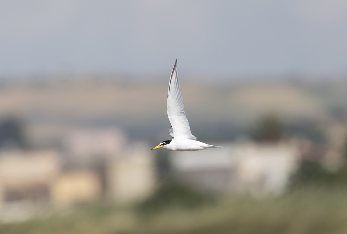 rybák malý - ML642799179