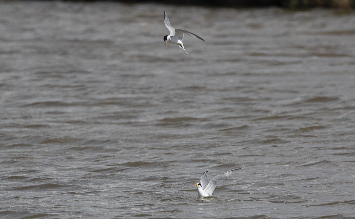 rybák malý - ML642799180