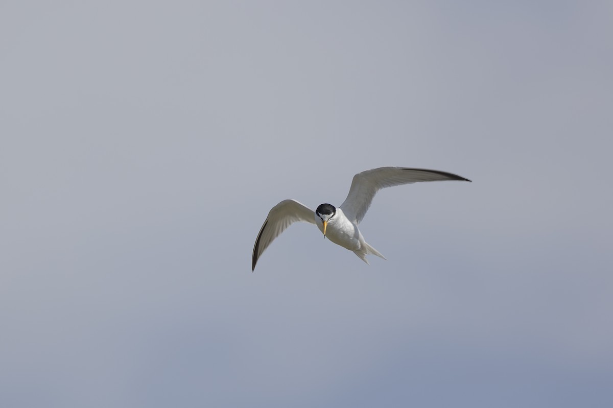 rybák malý - ML642799181