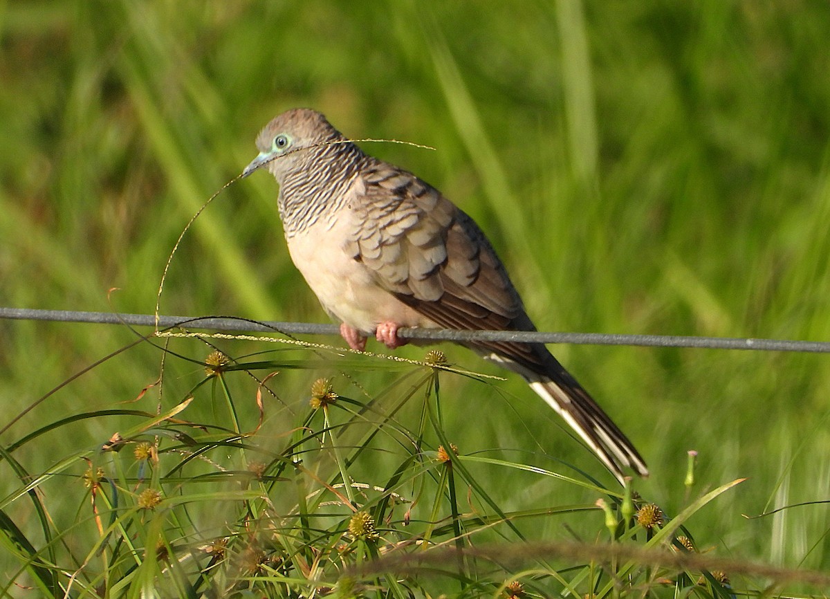 Peaceful Dove - ML642799198