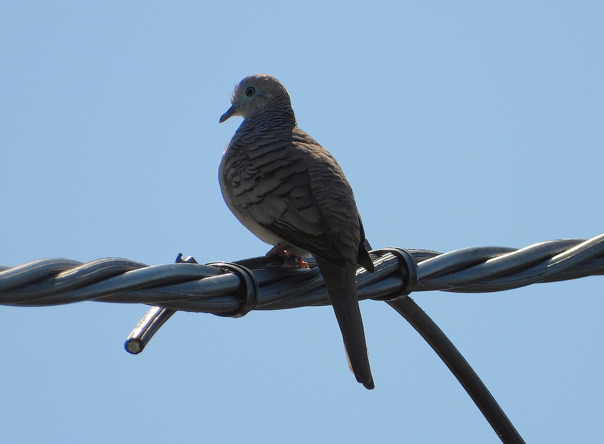 Peaceful Dove - ML642799208