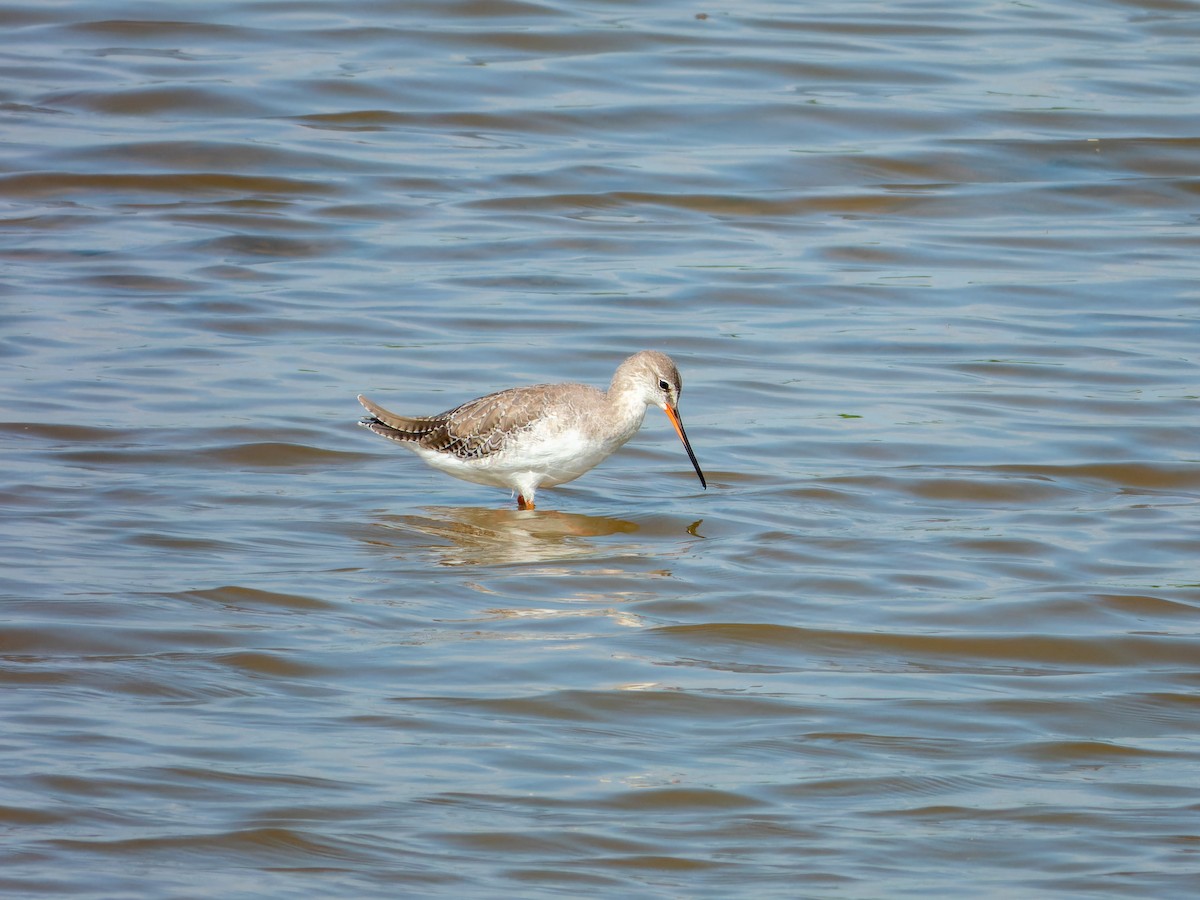Spotted Redshank - ML642799209