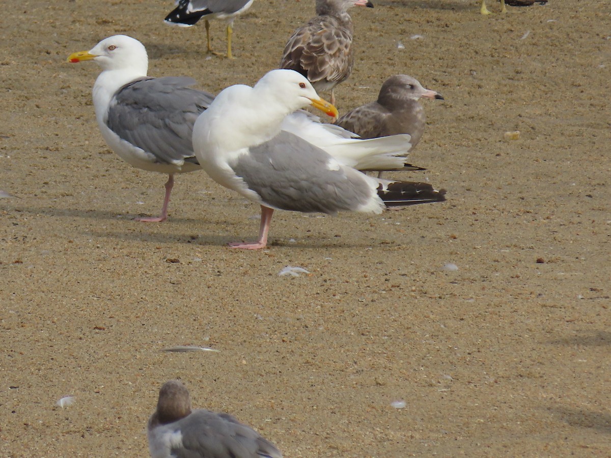 Vega Gull - ML642799219