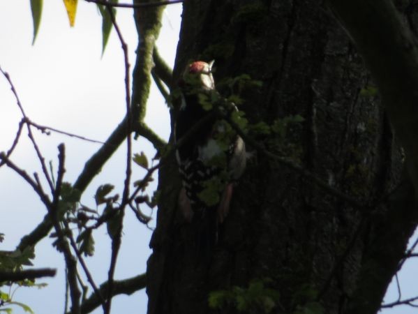 Middle Spotted Woodpecker - ML642799220
