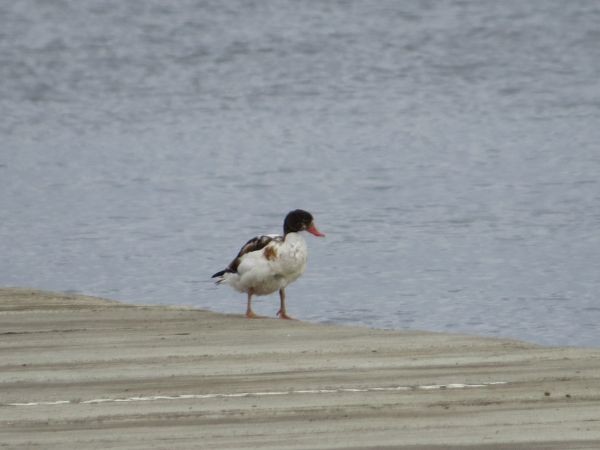 Common Shelduck - ML642799223
