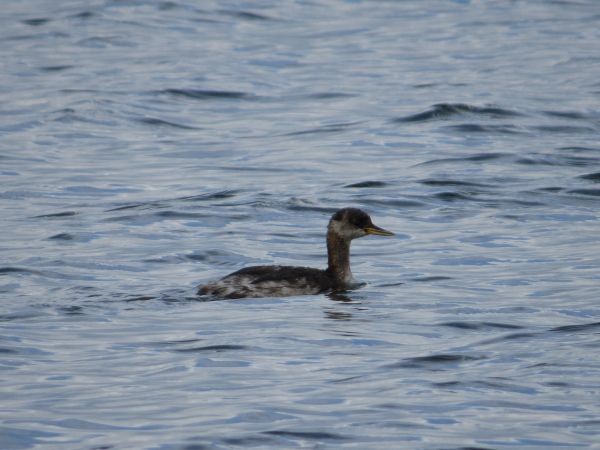 Red-necked Grebe - ML642799232
