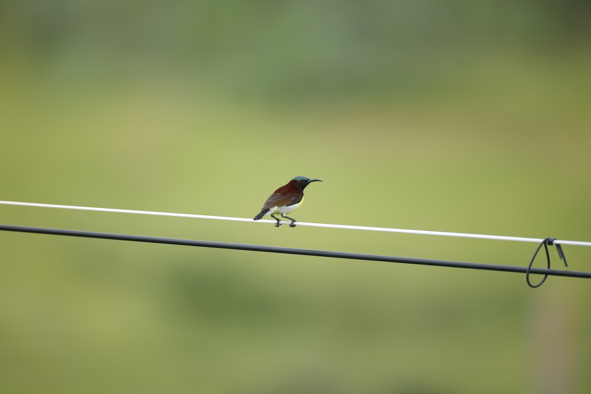 Purple-rumped Sunbird - ML642799242