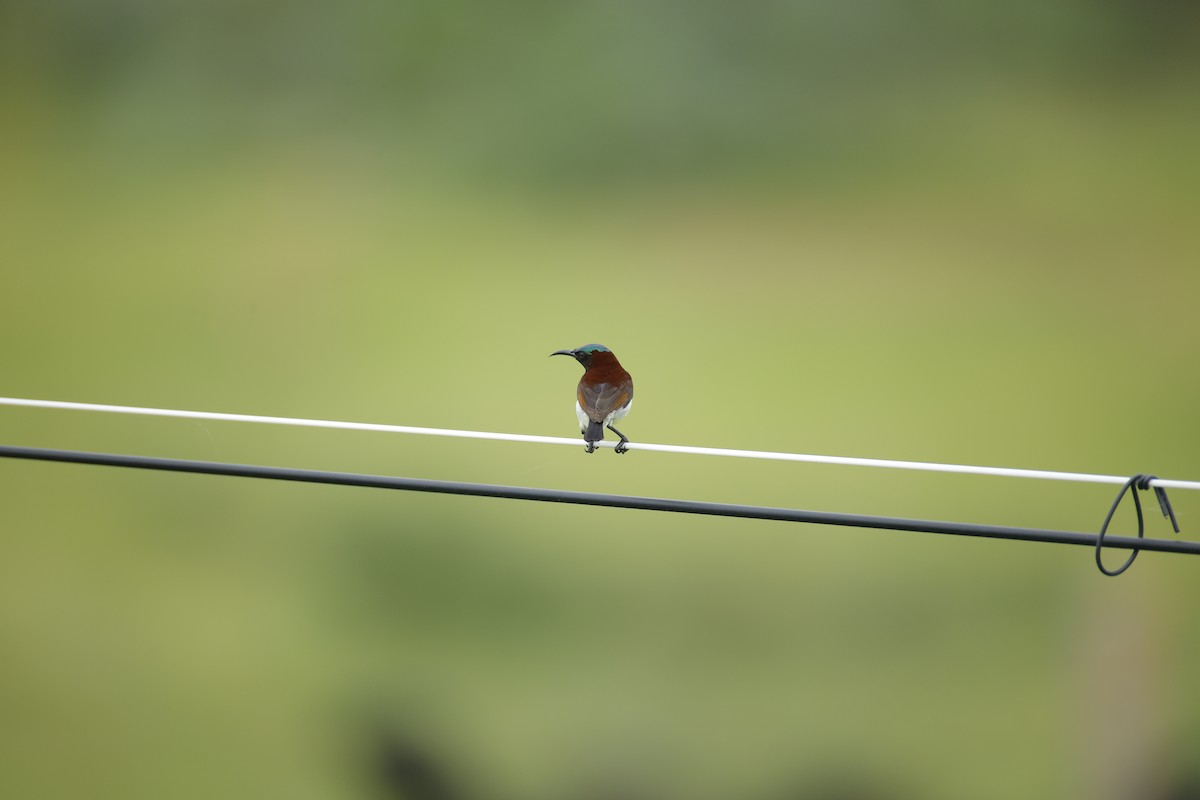 Purple-rumped Sunbird - ML642799243