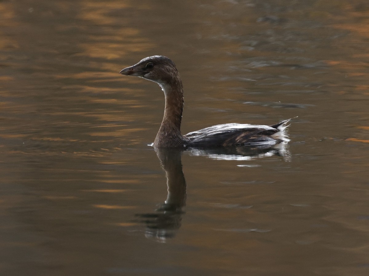 Pied-billed Grebe - ML642799249