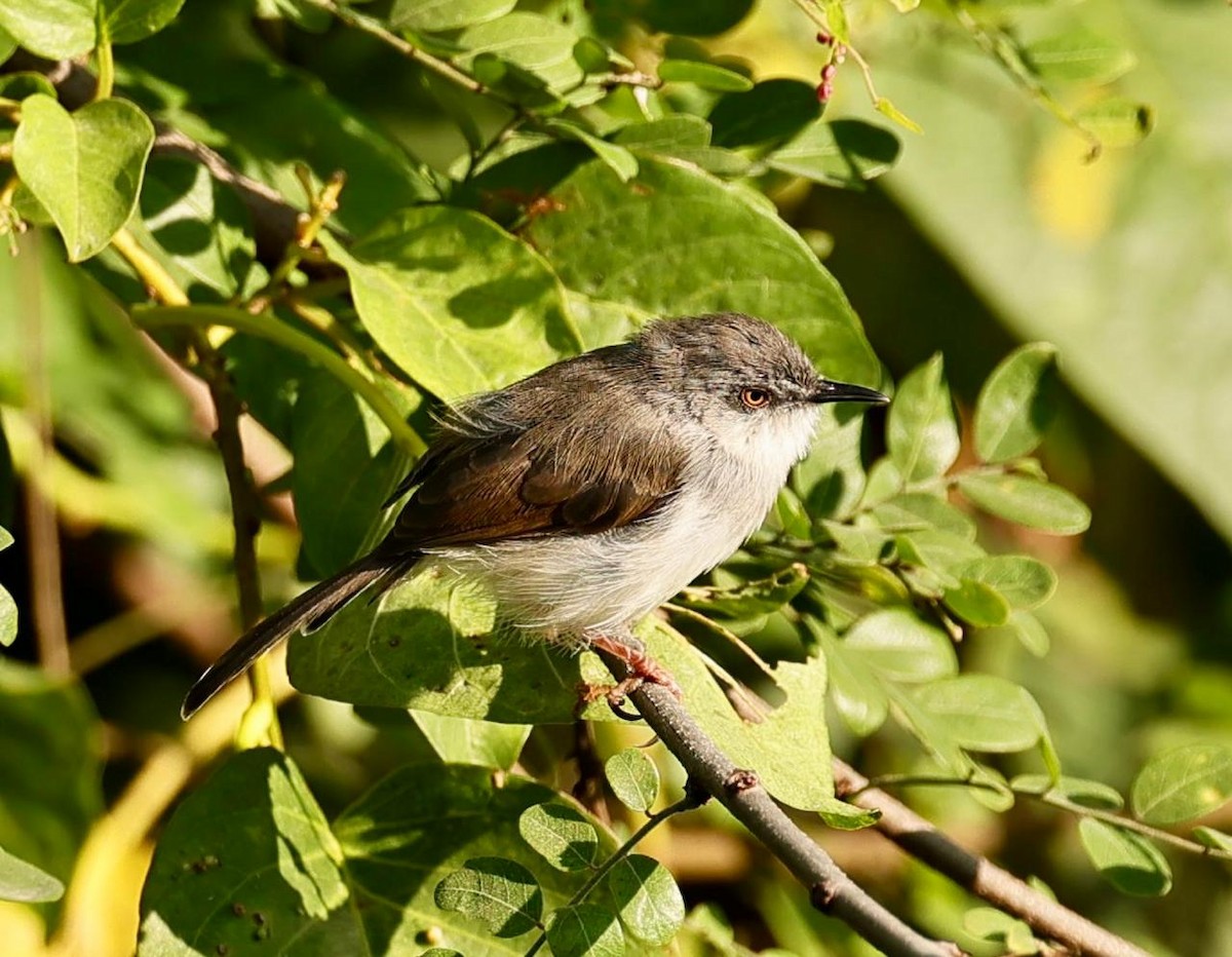 Gray-breasted Prinia - ML642799252