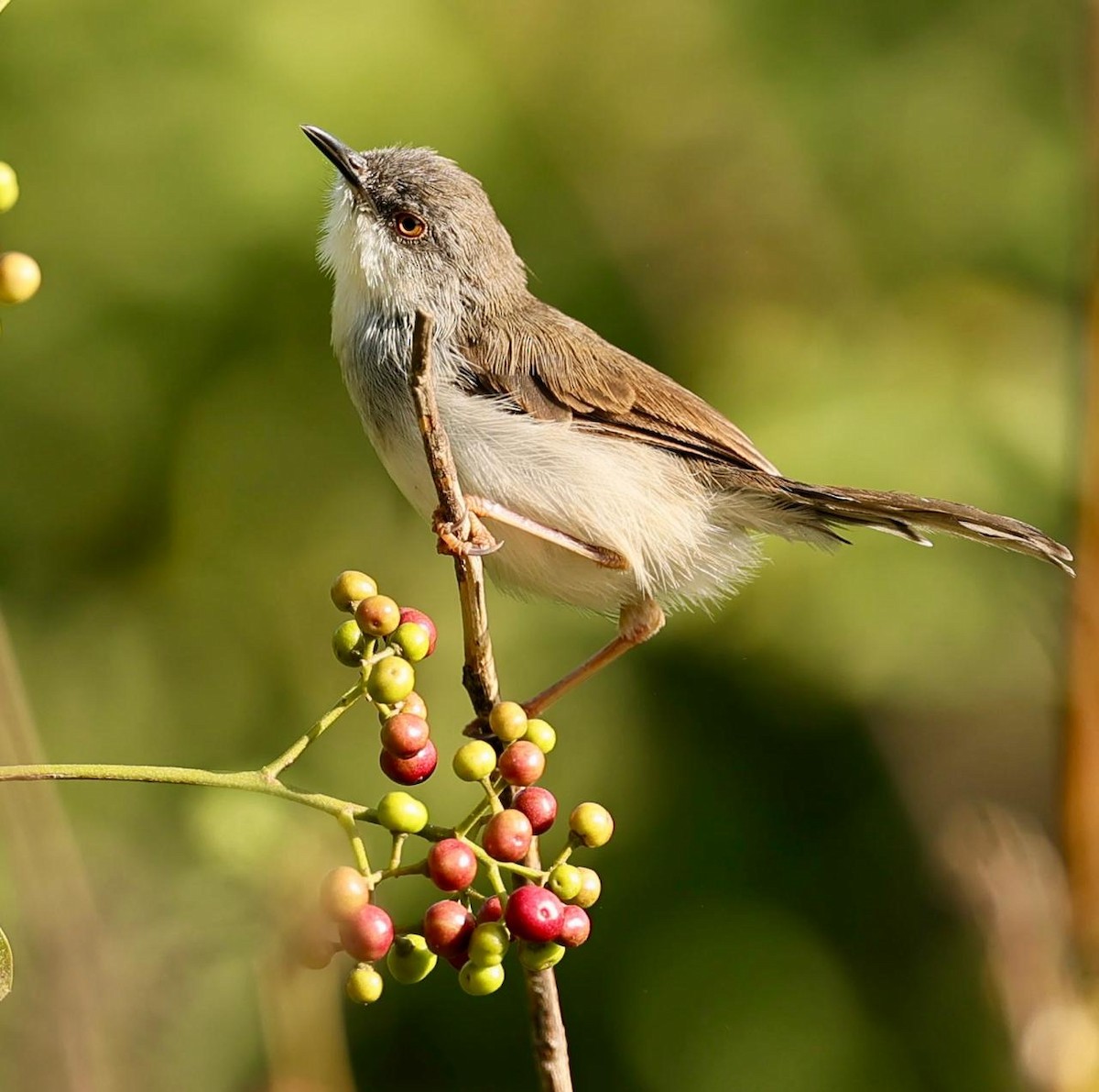 Gray-breasted Prinia - ML642799253