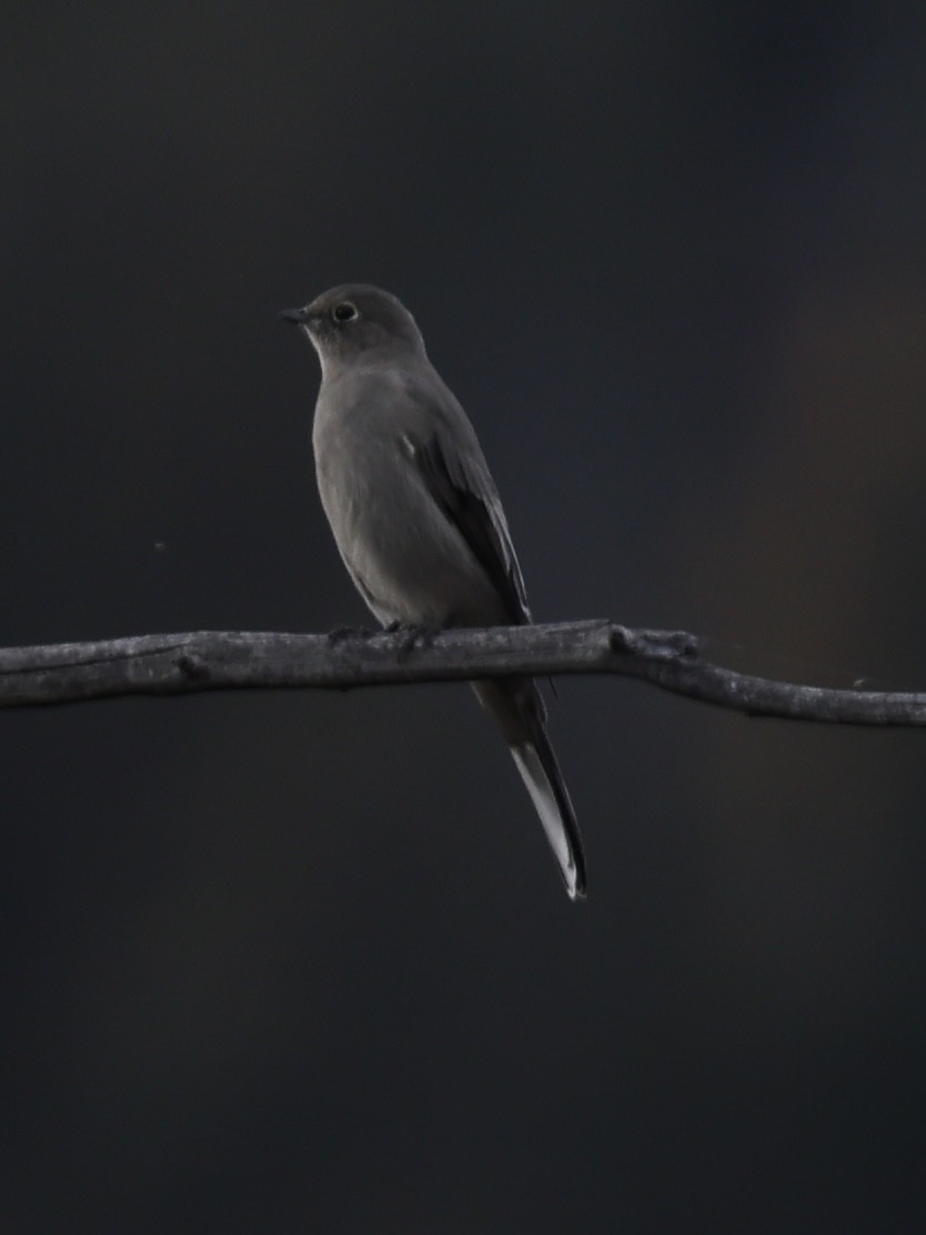 Townsend's Solitaire - ML642799254