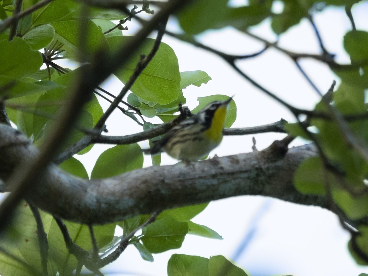 Yellow-throated Warbler - ML642799255